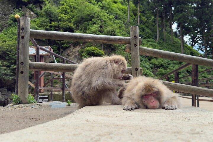 Snow Monkey Park, Soba Lunch and Shibu Onsen Tour