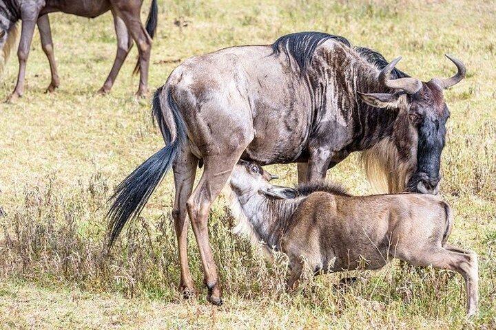 6 Days Ndutu Wildebeest Migration Dec-March