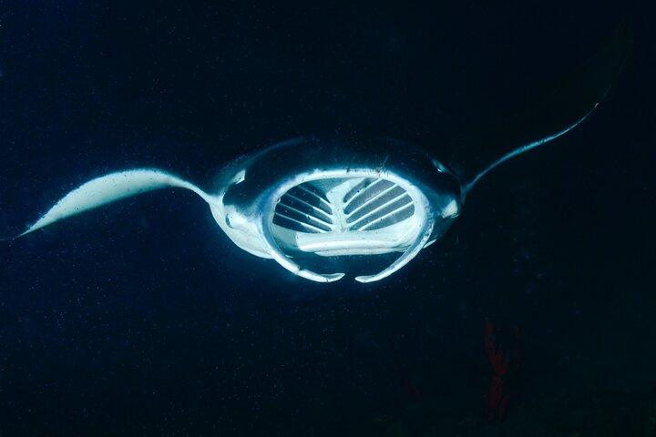 Manta Magic: Small-Group Manta Ray Night Snorkel in Kailua Kona