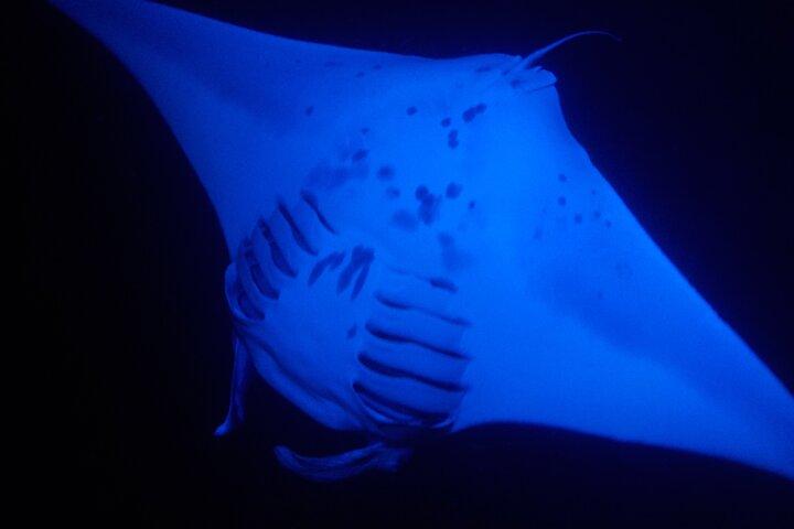 Manta Magic: Small-Group Manta Ray Night Snorkel in Kailua Kona