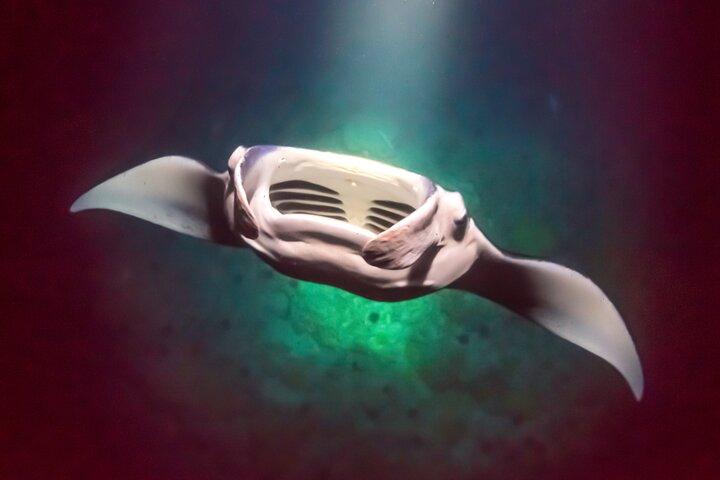 Kona’s Best Manta Ray Night Snorkel Small Group Experience