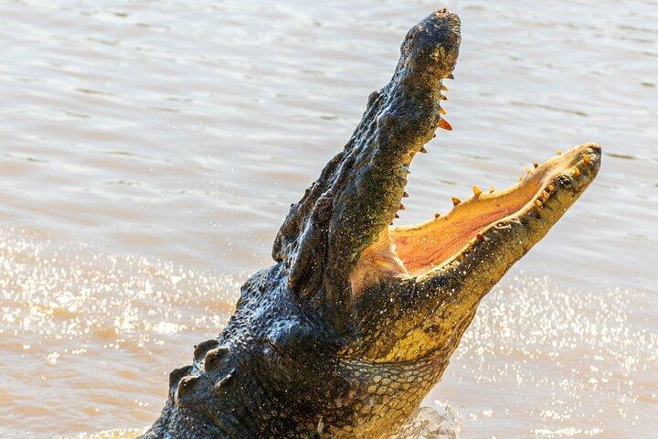 Jumping Crocodiles + Wetlands Half-Day