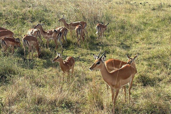Nairobi National Park Game Drives and Giraffe Centre