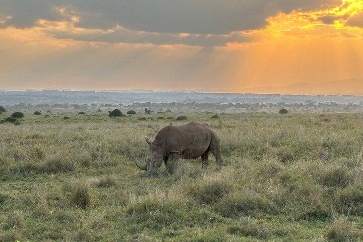 Nairobi National Park Game Drives and Giraffe Centre
