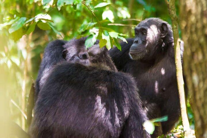 1-Day Ngamba Island chimpanzee tour