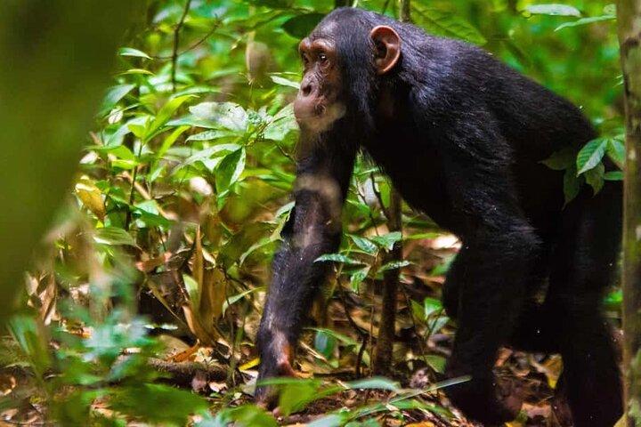 1-Day Ngamba Island chimpanzee tour