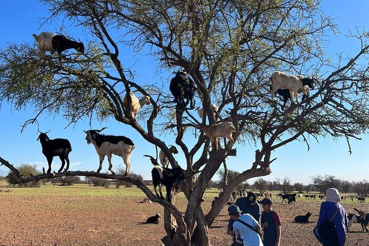Agadir Crocoparc tickets &the famous three-climbing goats