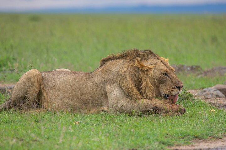 3 Day Adventure: Game Drive Safari in Maasai Mara from Nairobi