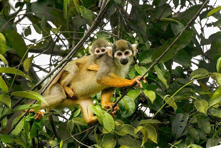 Manu National Park Tour 3 Days