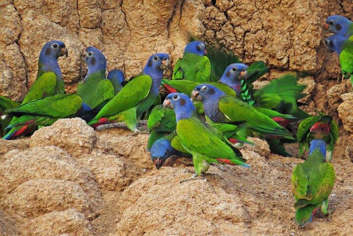 Manu National Park Tour 3 Days
