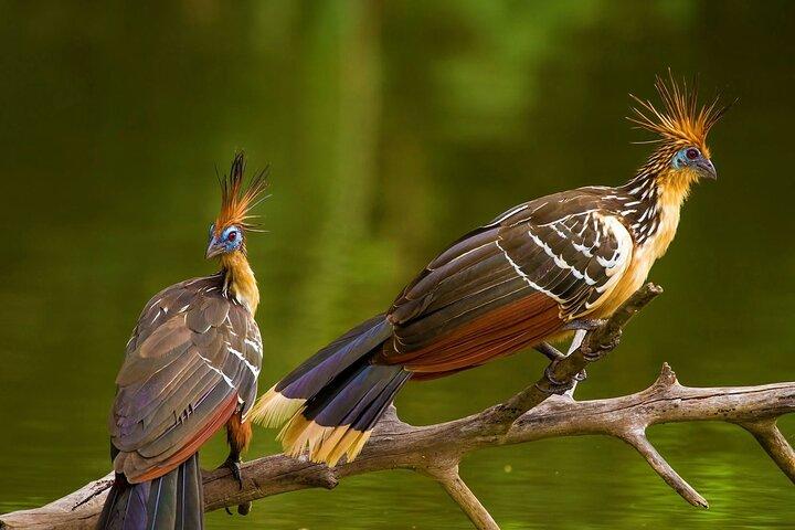 Manu National Park Tour 3 Days