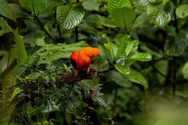 Manu National Park Tour 3 Days
