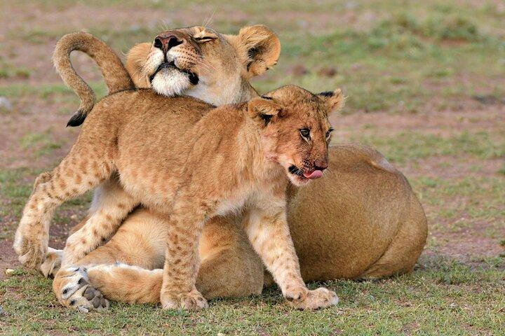 3 Day Adventure: Game Drive Safari in Maasai Mara from Nairobi
