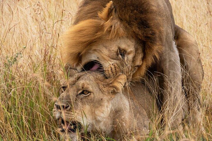 3 Day Adventure: Game Drive Safari in Maasai Mara from Nairobi
