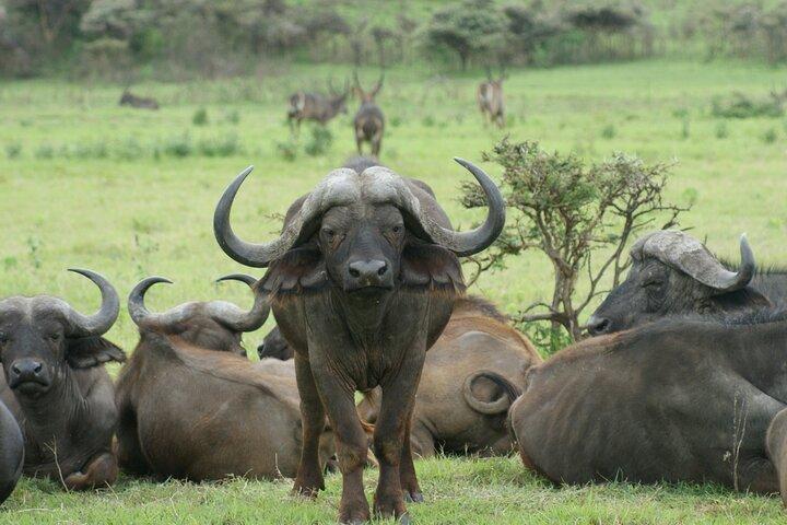 3 Day Adventure: Game Drive Safari in Maasai Mara from Nairobi