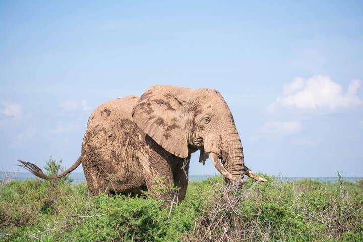 3 Day Amboseli National Park Tour Experience from Nairobi