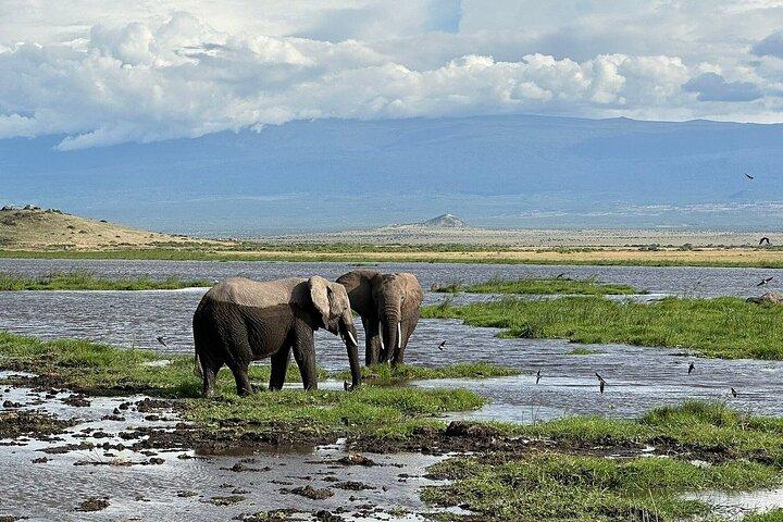 4 Day Maasai Mara and Lake Nakuru Adventure Safari from Nairobi