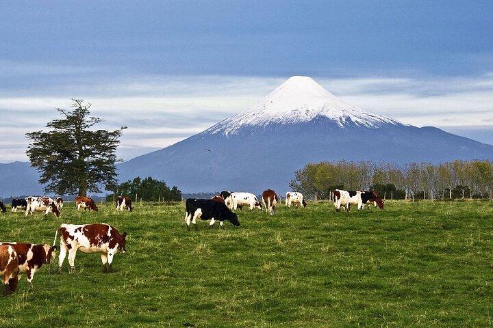 Private Guided Transfer Puerto Varas to Petrohue Lake crossing