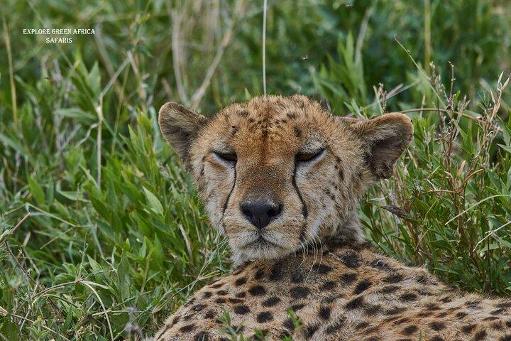 5 Day Northern Serengeti Great Migration Crossing Mara River