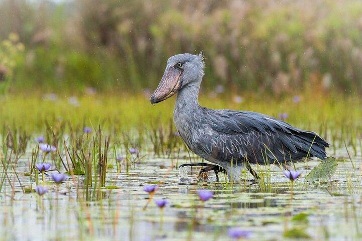 Shoebill Stork and Birdwatching Tour at Mabamba swamp