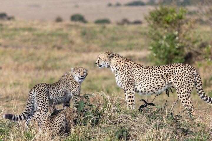 4 Day Maasai Mara and Lake Nakuru Adventure Safari from Nairobi