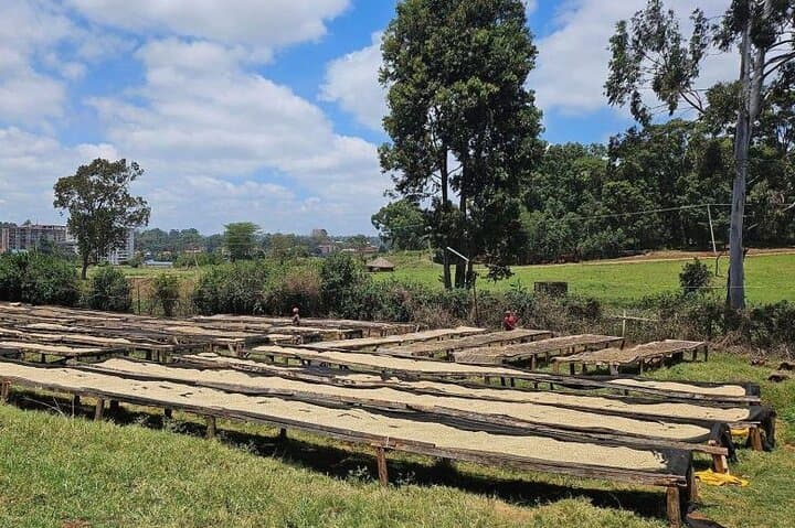 Explore the Coffee Journey from Farm to Cup