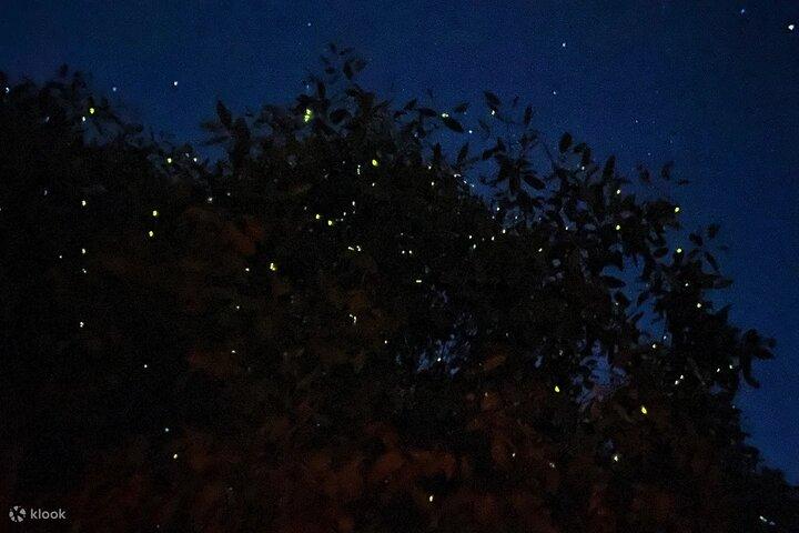 Enchanting Evenings: Fireflies & Blue Tears Tour with Dinner