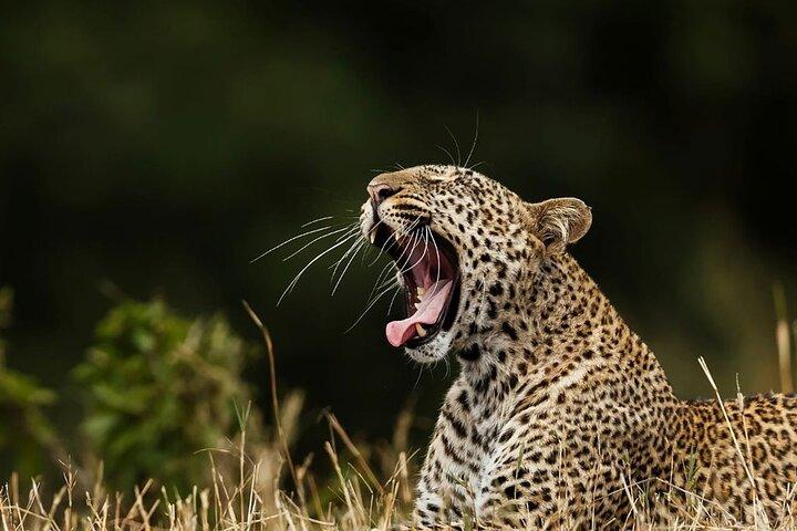 Special Leopards Safari Yala National park - 04.30 am to 11.30 am
