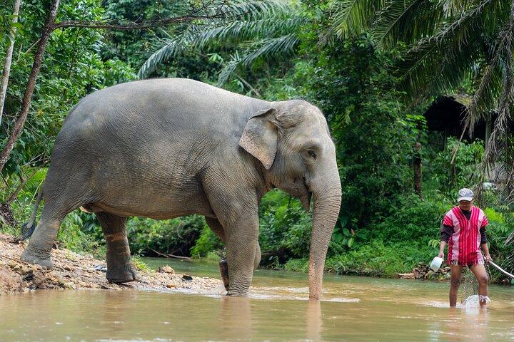 Khao Lak Elephant Sanctuary Visit & River Tubing Tour
