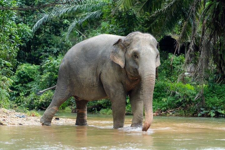 Khao Lak Elephant Sanctuary Visit & River Tubing Tour