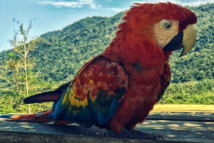 Cusco: Biodiversity of Manu National Park 3 days 2 nigths