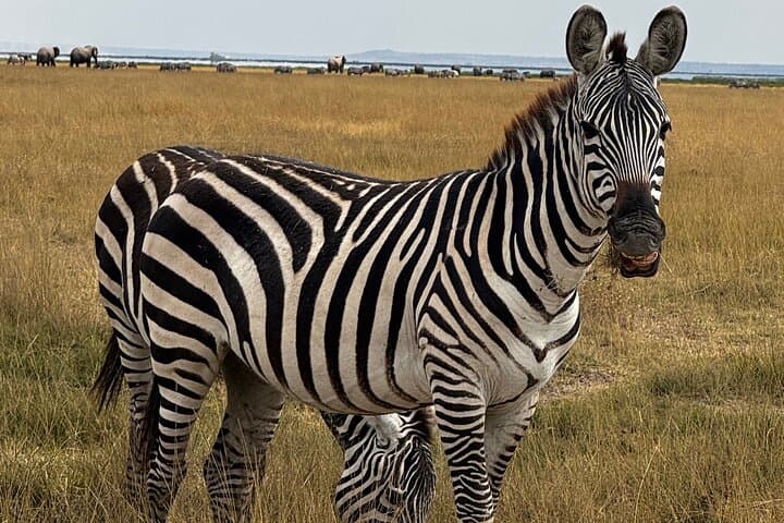 3 Days PRIVATE Maasai Mara Family/ Couple/ Honeymoon Adventure