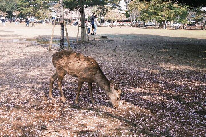 Nara and kyoto adventures private vehicle tour