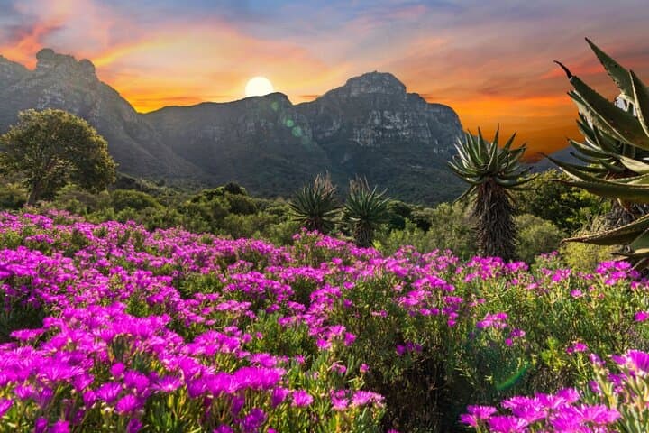 Cape Town Garden Entry Kirstenbosch Botanical Experience