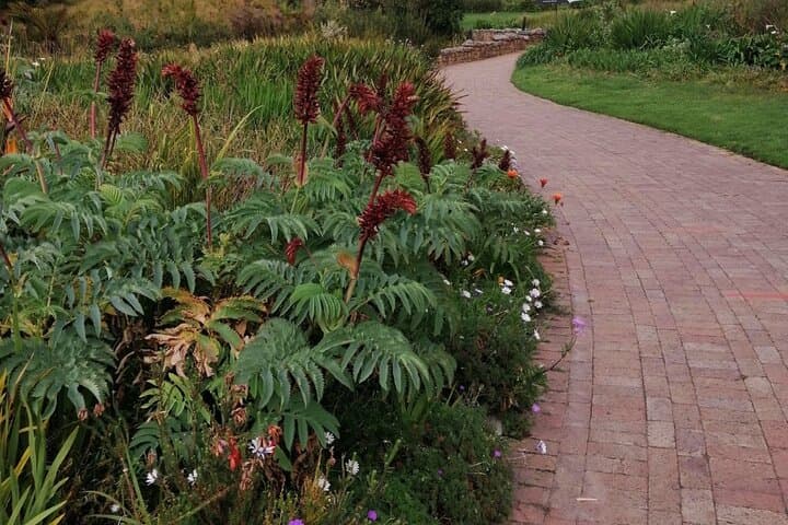 Cape Town Garden Entry Kirstenbosch Botanical Experience