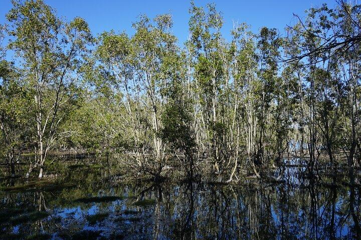 Koalas, Glow Worms & Kangaroos - Nature & Rainforest Walk