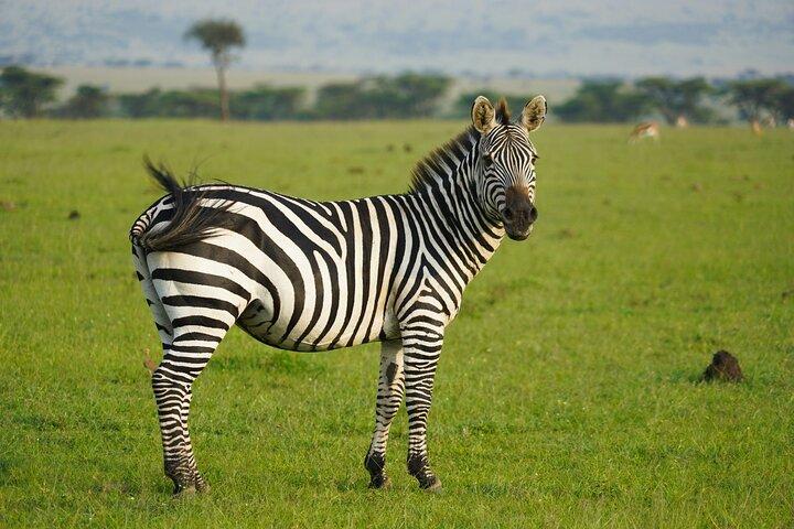 8 Days Safari Wildebeests Migration and Calving Season