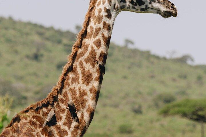 Mikumi National Park Day Safari from Zanzibar Flights Included