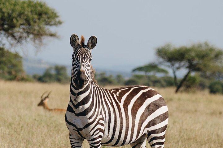 Mikumi National Park Day Safari from Zanzibar Flights Included