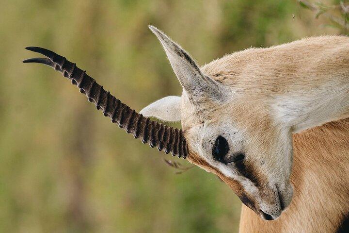 Mikumi National Park Day Safari from Zanzibar Flights Included