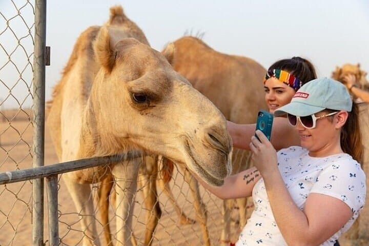 Dubai Desert Safari Morning with Camel Ride and Sand Boarding