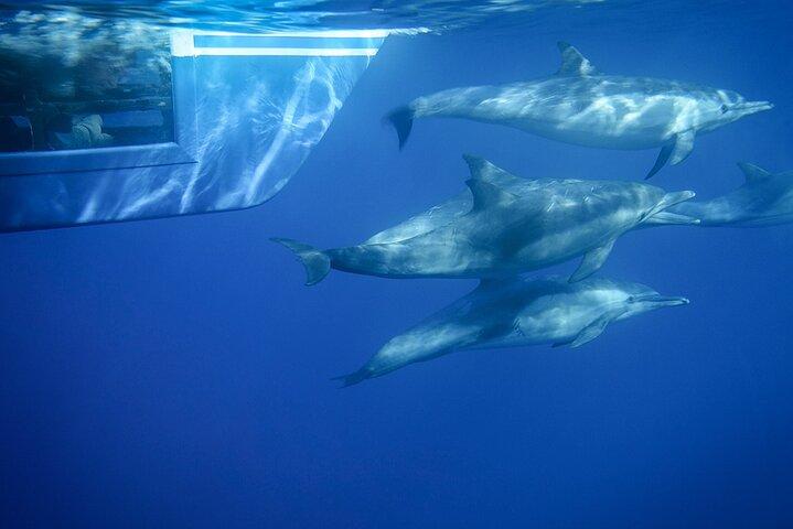 Dana Point Dolphin and Whale Watching with Underwater Viewing