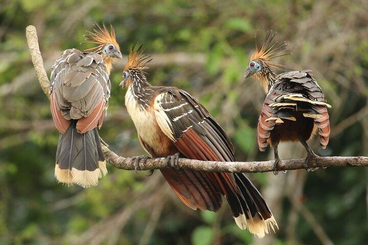 4Day Manu National Park Jungle Adventure from Cusco