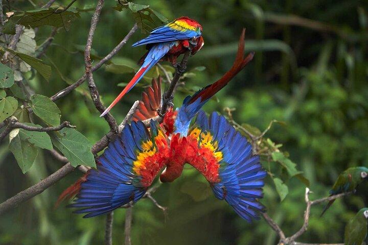 4Day Manu National Park Jungle Adventure from Cusco