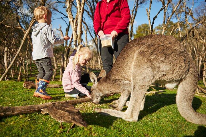 Full-Day Phillip Island Tour with Kangaroo, Koala and Penguin Parade