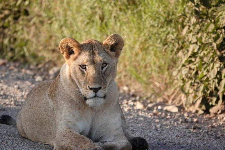8 Days Safari Wildebeests Migration and Calving Season