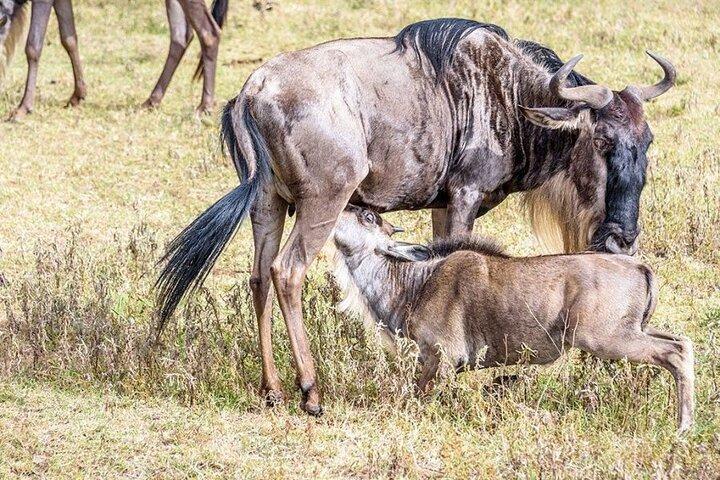 8 Days Safari Wildebeests Migration and Calving Season