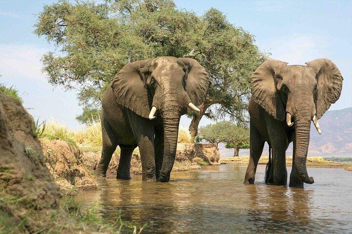 8 Days Safari Wildebeests Migration and Calving Season