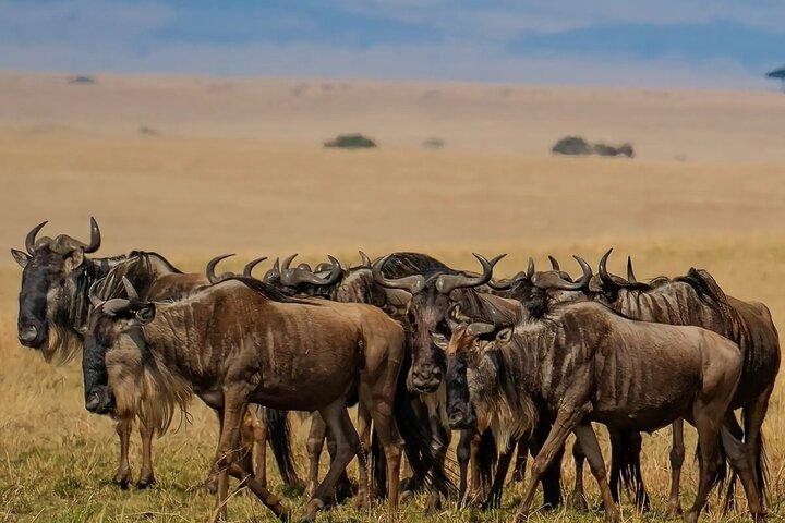6-Day of Luxury Tanzania Safari from Savannah to Crater Adventure
