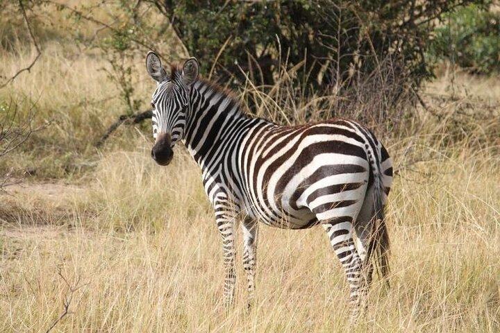 6-Day of Luxury Tanzania Safari from Savannah to Crater Adventure